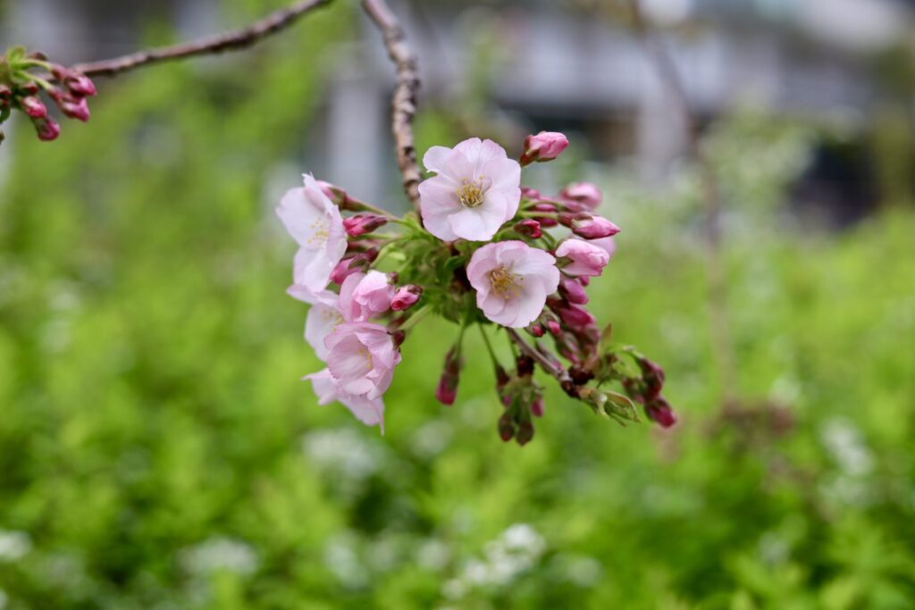 花
