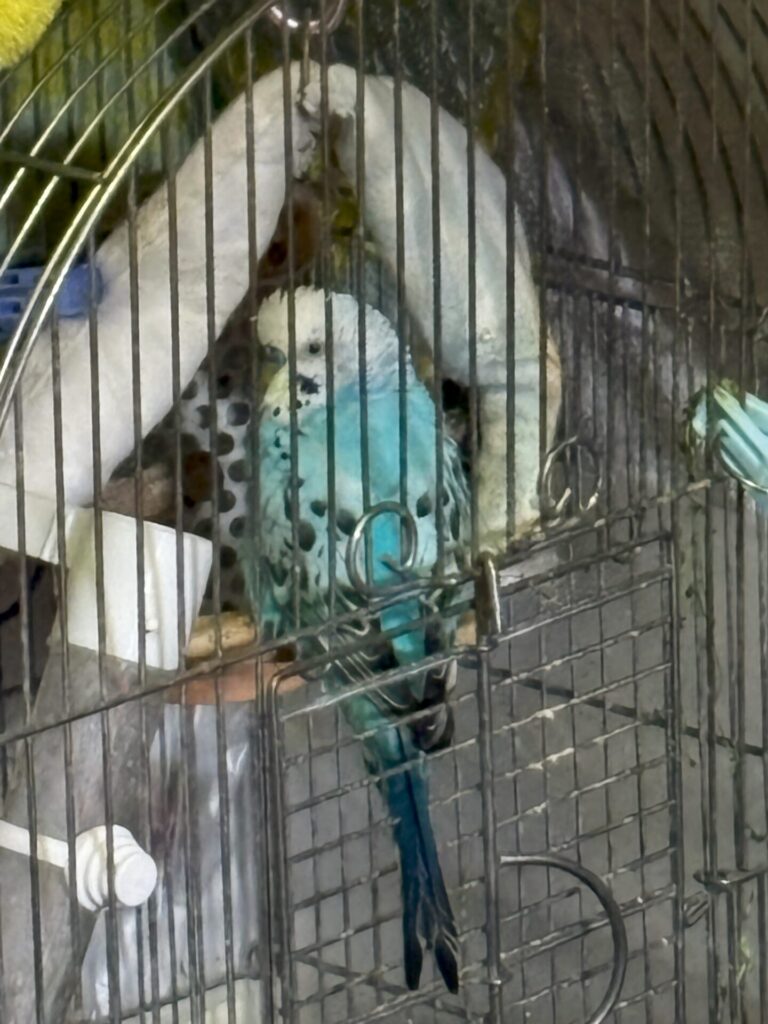 インコスマホ撮影