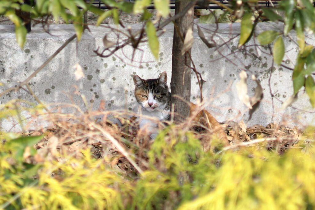 野良猫