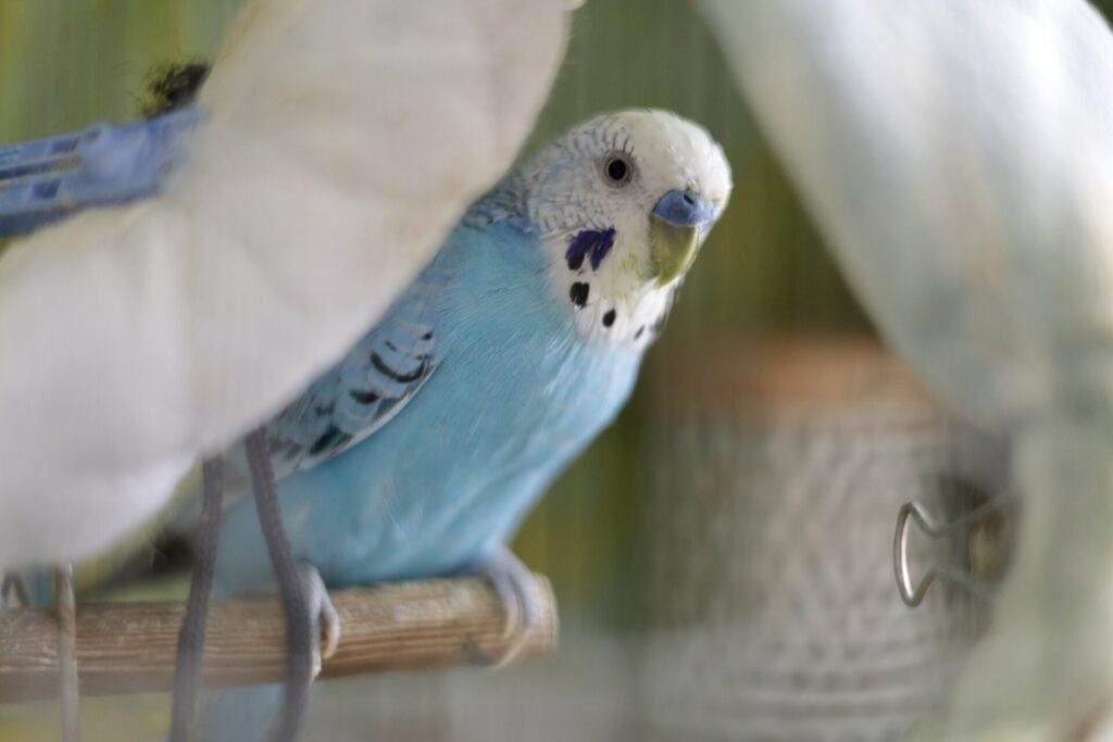 インコ