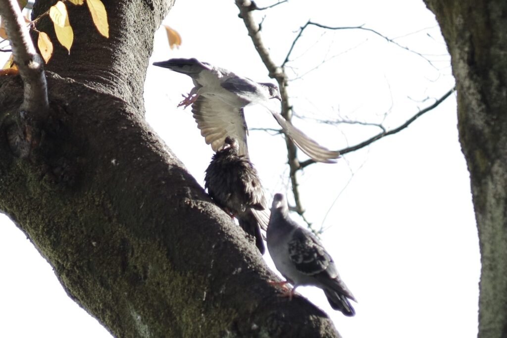 飛び立つ鳩
