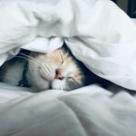 猫は好きな時に寝る