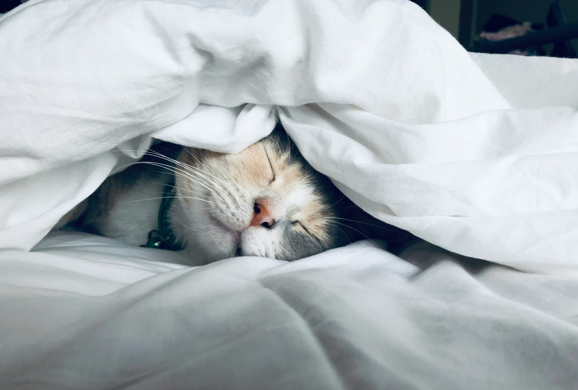 猫は好きな時に寝る